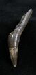 Unusually Long Leidyosuchus Tooth #1363-2
